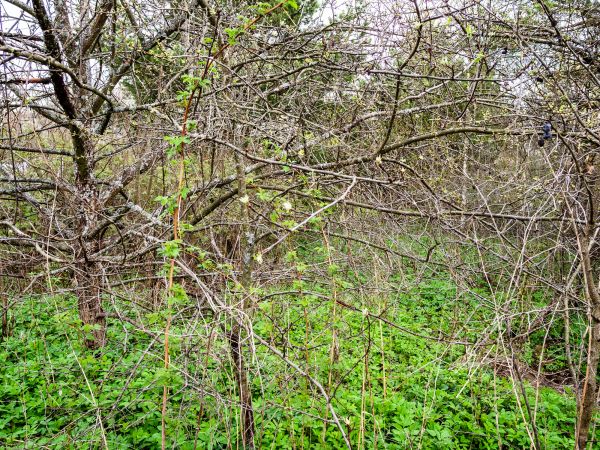 Underbrush Clearing in Kirkland