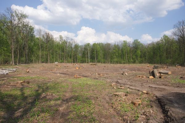 Cost of Pasture Clearing in Kirkland
