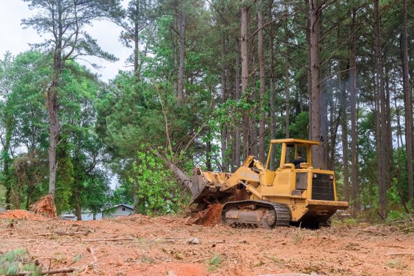 Forest Thinning in Kirkland