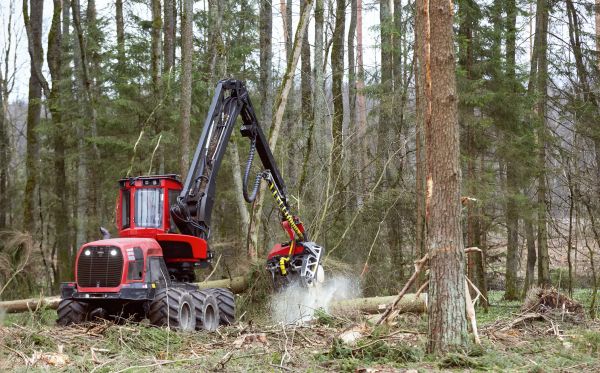 Cost of Forest Clearance Service in Kirkland