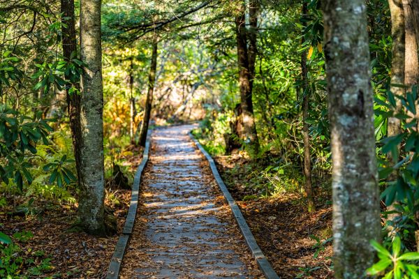 Cost of Trail Clearing in Kirkland
