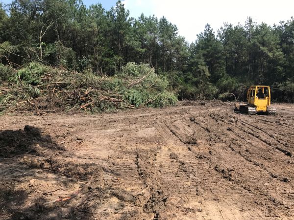 Cost of Thicket Clearing in Kirkland