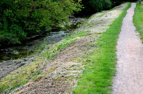 Cost of Trail Cutting in Kirkland